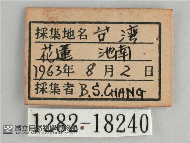 鋸粉蝶藏品圖，第3張