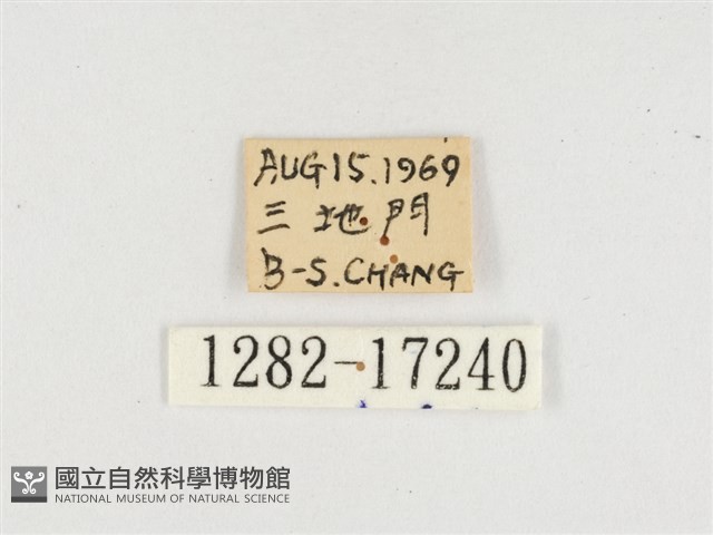 普氏白蛺蝶藏品圖，第3張