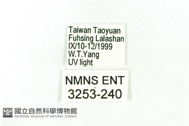 臺雪苔蛾藏品圖，第3張