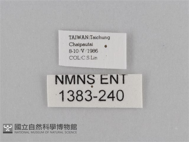 江崎波眼蝶藏品圖，第3張