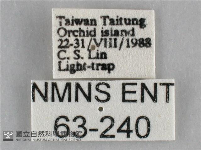 一點擬燈蛾藏品圖，第3張