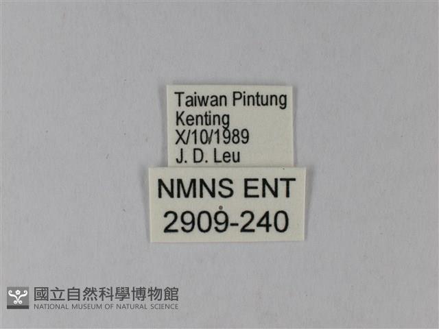 橙端粉蝶、端紅蝶藏品圖，第3張