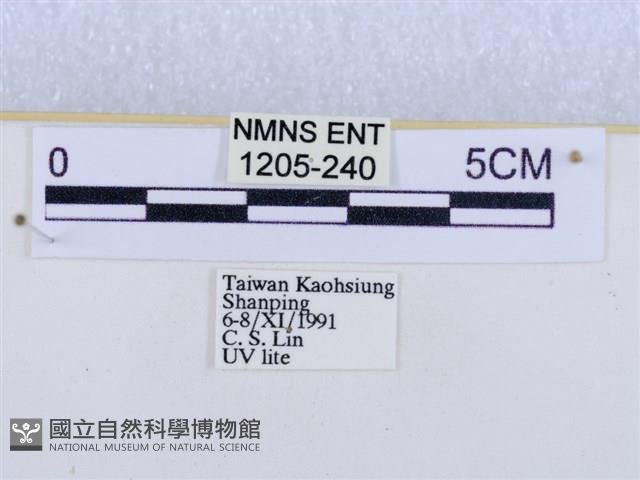 閃光苔蛾藏品圖，第3張