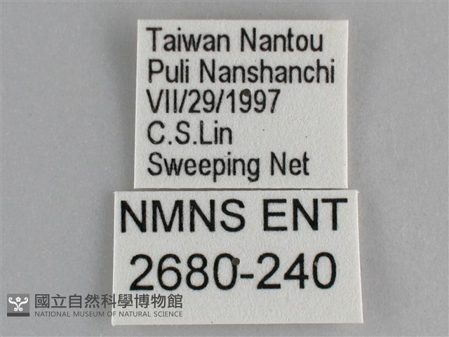 鋸粉蝶藏品圖，第3張