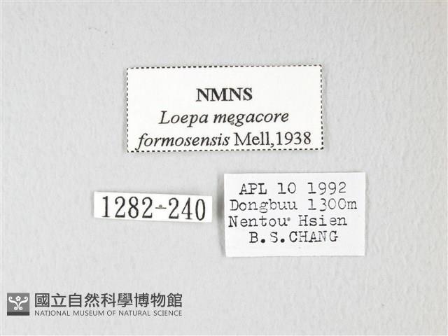 黃豹天蠶蛾藏品圖，第3張