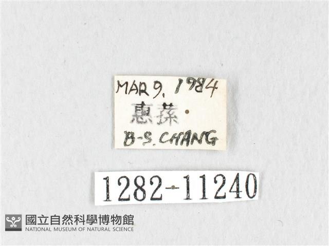 銀肩枯葉蛾藏品圖，第3張