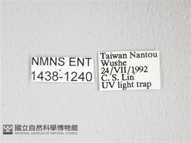 圓翅大鉤蛾藏品圖，第3張