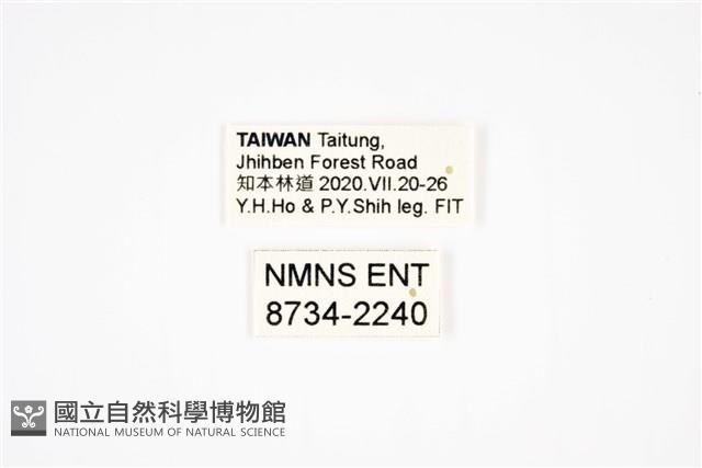 鄭氏粗角步行蟲藏品圖，第2張