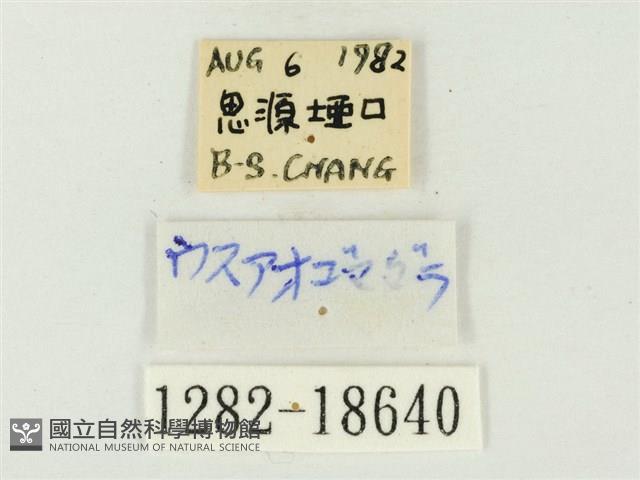 青雀斑灰蝶藏品圖，第3張