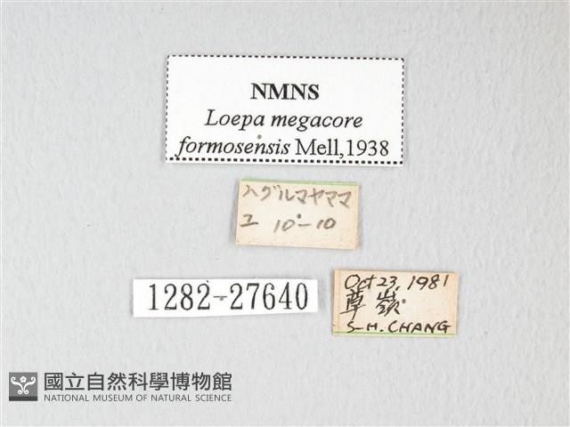 黃豹天蠶蛾藏品圖，第3張