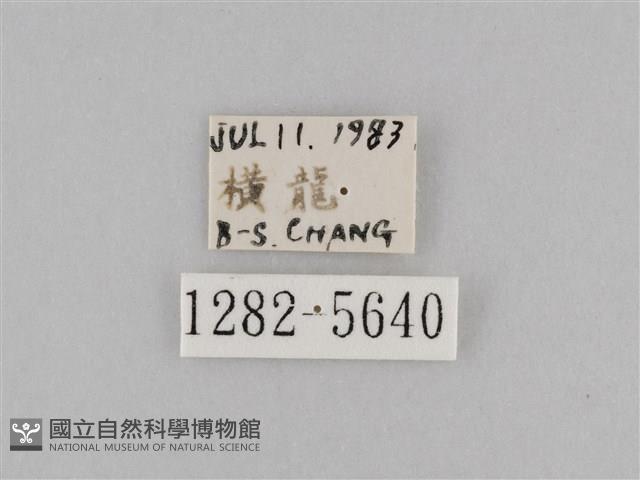 斜紋夜盜蛾藏品圖，第3張