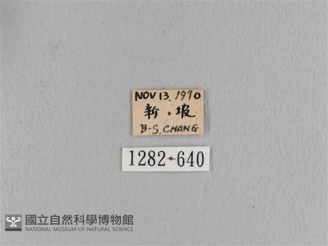 波紋枯葉蛾藏品圖，第3張