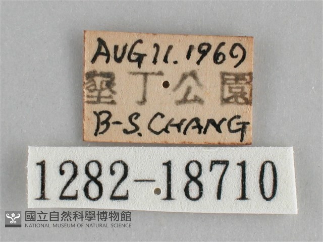 圓翅紫斑蝶藏品圖，第3張