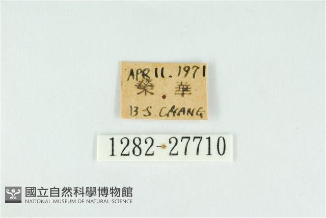 霓彩燕灰蝶藏品圖，第3張