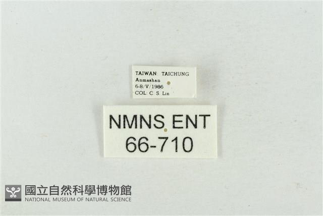 連珠波紋蛾藏品圖，第3張