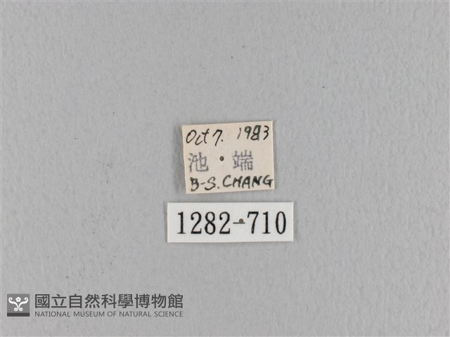 波紋枯葉蛾藏品圖，第3張