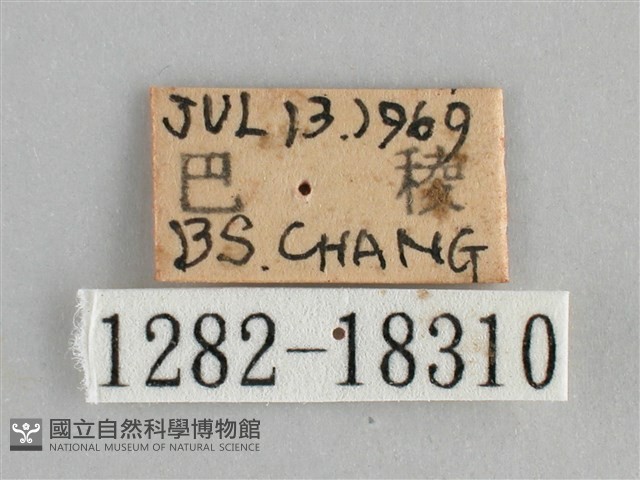 金鎧蛺蝶藏品圖，第3張