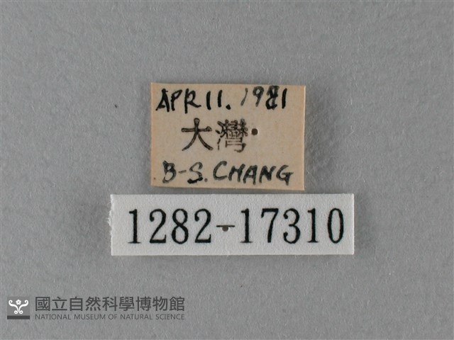 大絹斑蝶藏品圖，第3張
