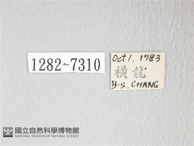 圓翅大鉤蛾藏品圖，第3張