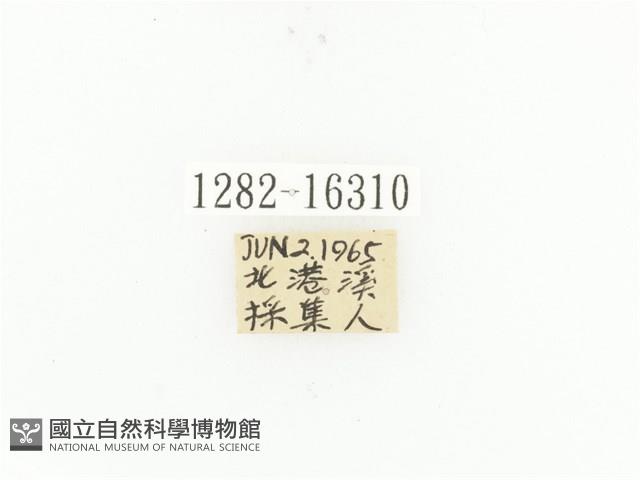 斑翅四齒金龜藏品圖，第2張