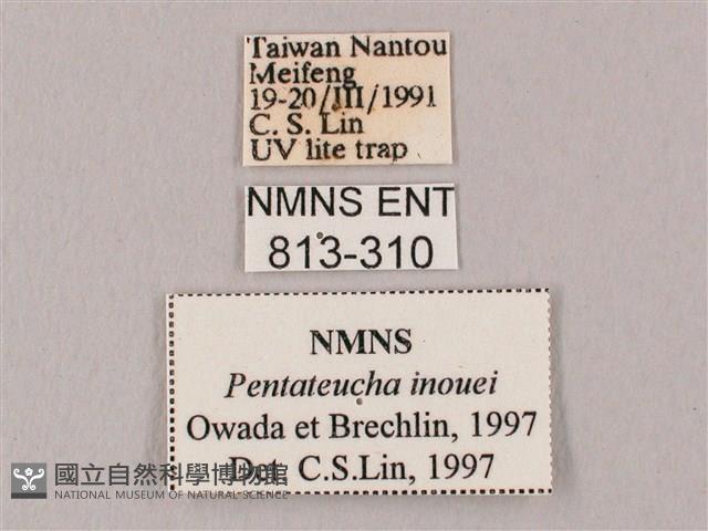 井上氏絨毛天蛾藏品圖，第3張