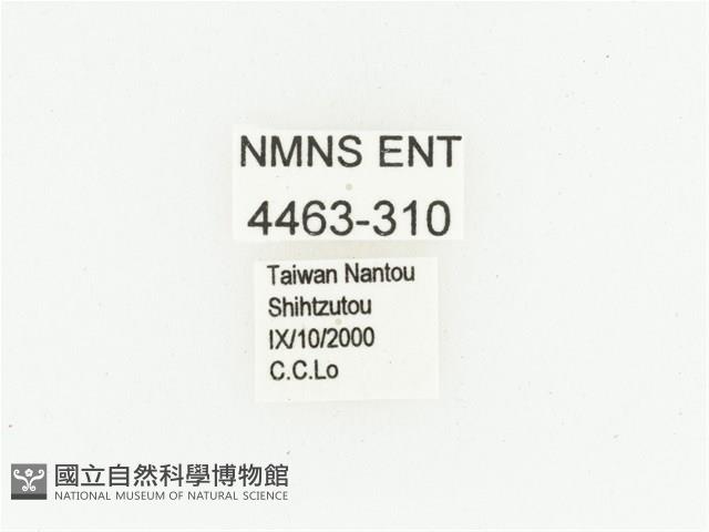 橫紋青銅金龜藏品圖，第2張