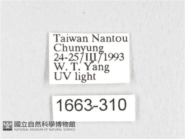 銀肩枯葉蛾藏品圖，第3張