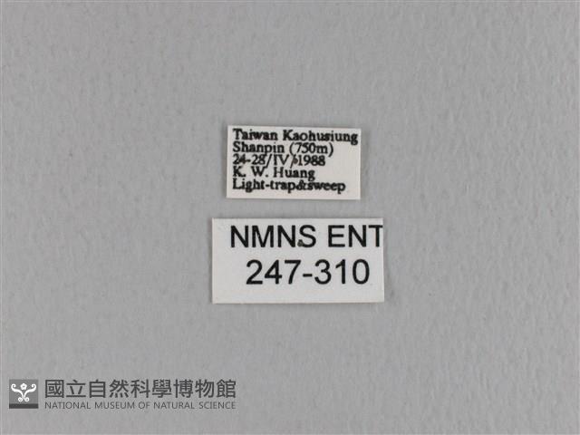 大褐斑枯葉蛾藏品圖，第3張