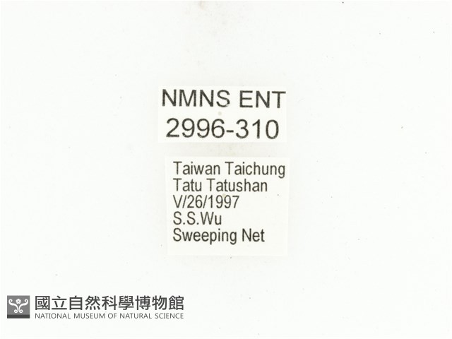 銅點花金龜藏品圖，第2張