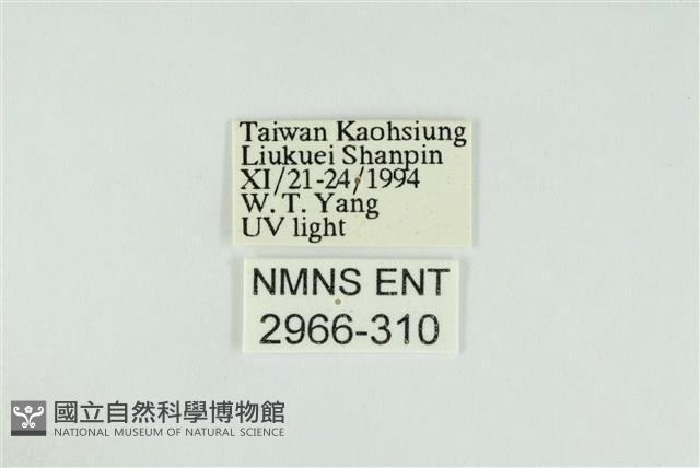 黑翅黃毒蛾藏品圖，第3張