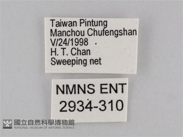 密紋波眼蝶藏品圖，第3張
