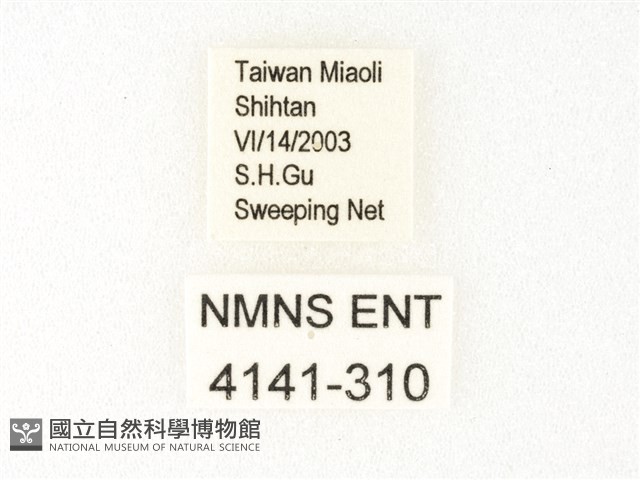 旖斑蝶藏品圖，第3張