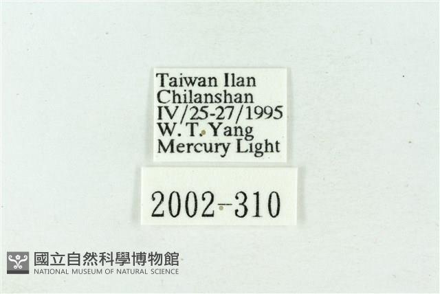 臺雪苔蛾藏品圖，第3張