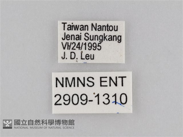 密紋波眼蝶藏品圖，第3張