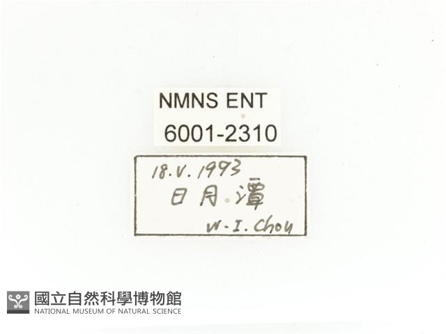 銅艷白點花金龜藏品圖，第2張