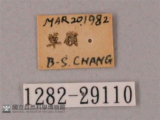 臺灣白肩天蛾藏品圖，第3張