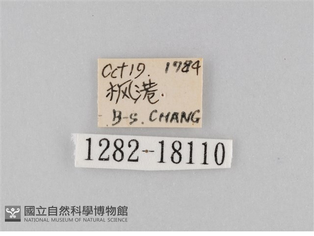 豆環蛺蝶藏品圖，第3張