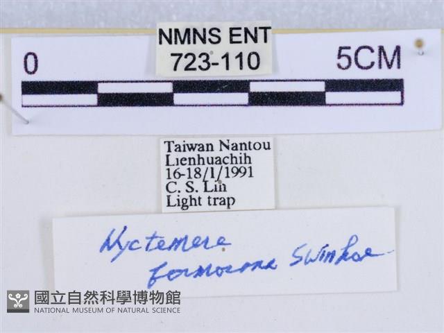 後凸蝶燈蛾藏品圖，第3張