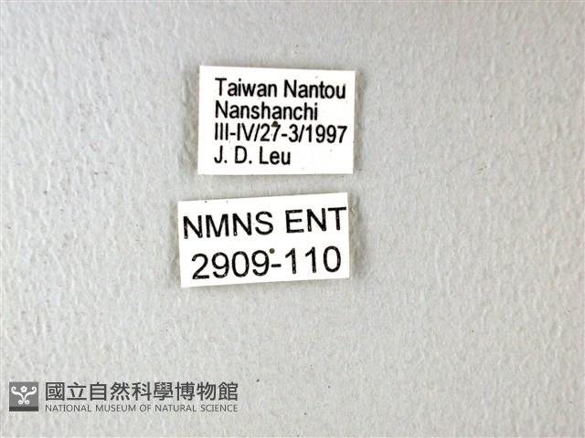 斑鳳蝶藏品圖，第3張