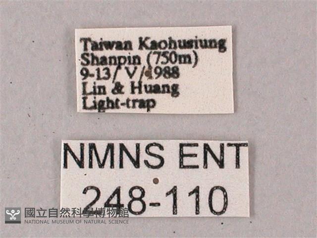 雙斑白肩天蛾藏品圖，第3張