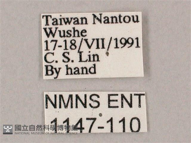 斜綠天蛾藏品圖，第3張