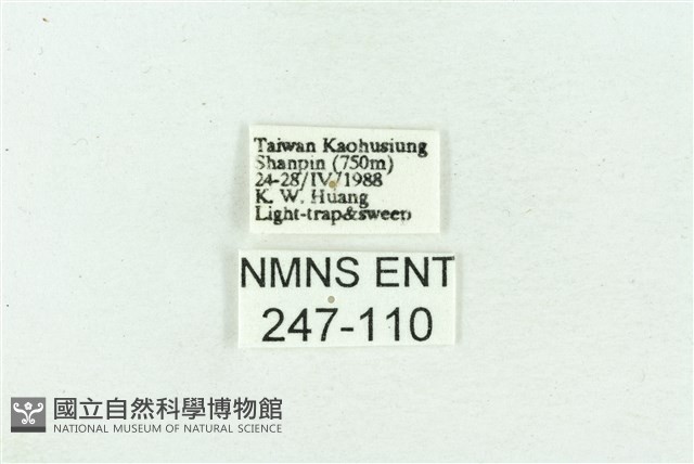 菊池污燈蛾藏品圖，第3張
