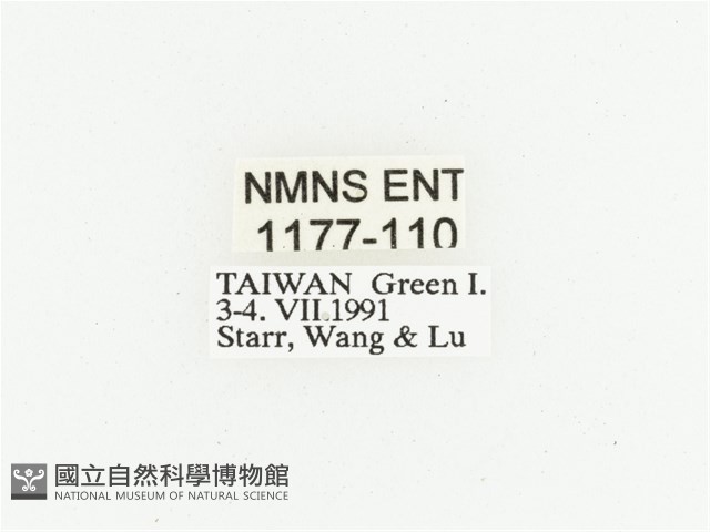 綠島小綠花金龜藏品圖，第2張