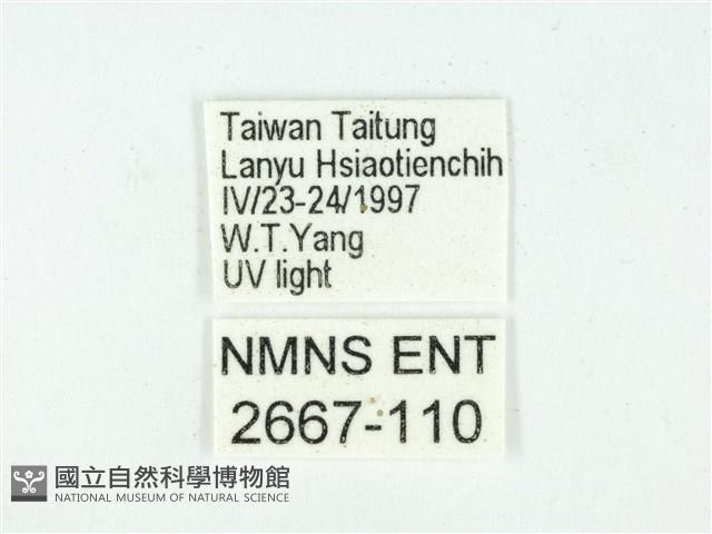 叉紋閃舞蛾藏品圖，第3張