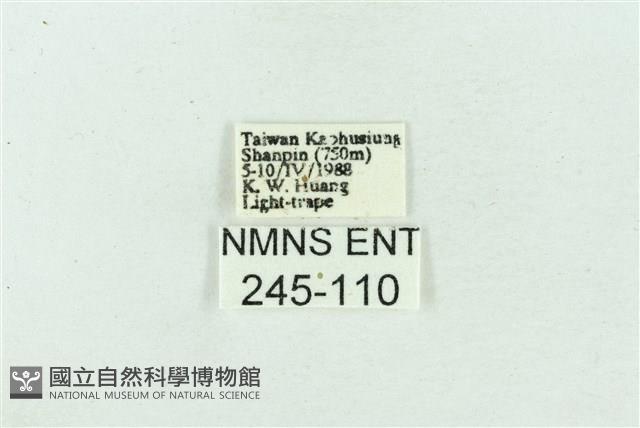 菊池污燈蛾藏品圖，第3張