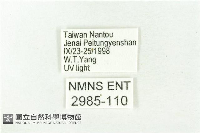 樹形尺蛾藏品圖，第3張