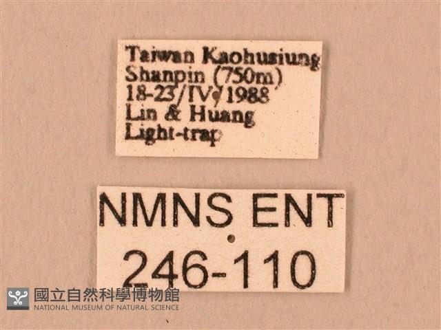 斜線天蛾藏品圖，第3張