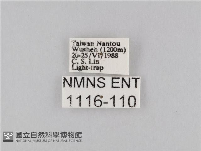 橙擬燈蛾藏品圖，第3張