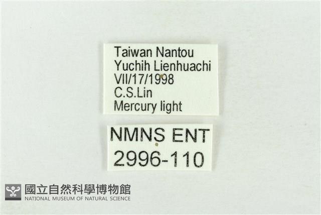 基褐綠刺蛾藏品圖，第3張