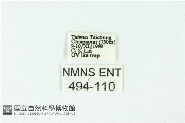 三色豔苔蛾藏品圖，第3張